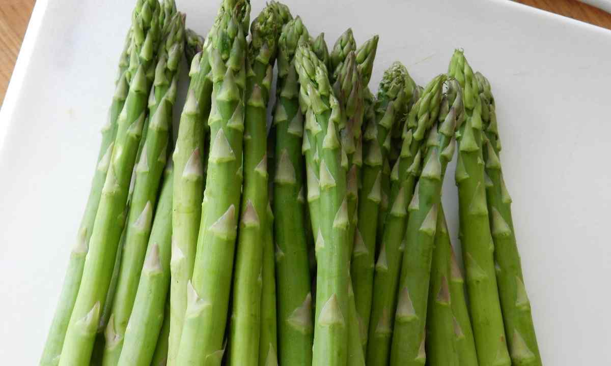 How to grow up asparagus